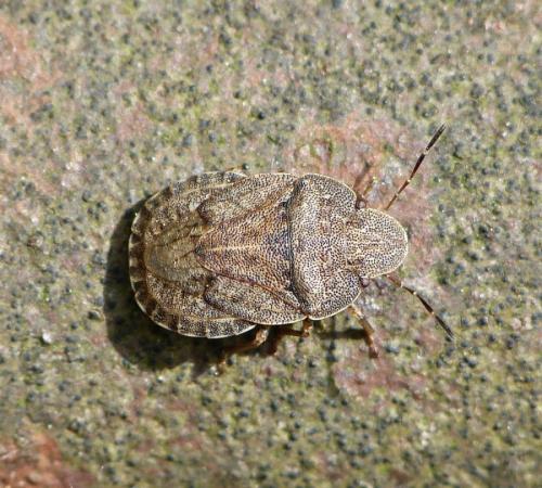 Sciocoris homalonotus